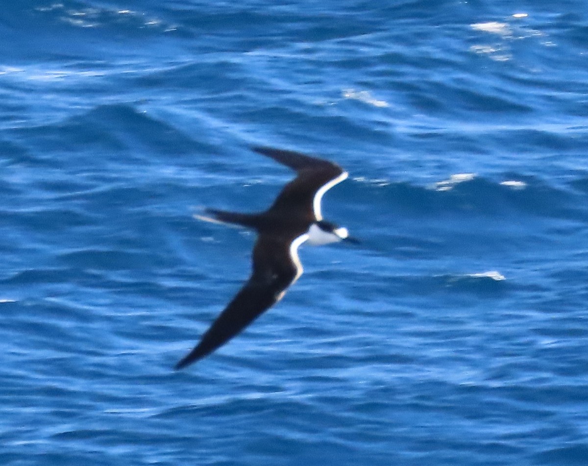 Sooty Tern - ML611270341