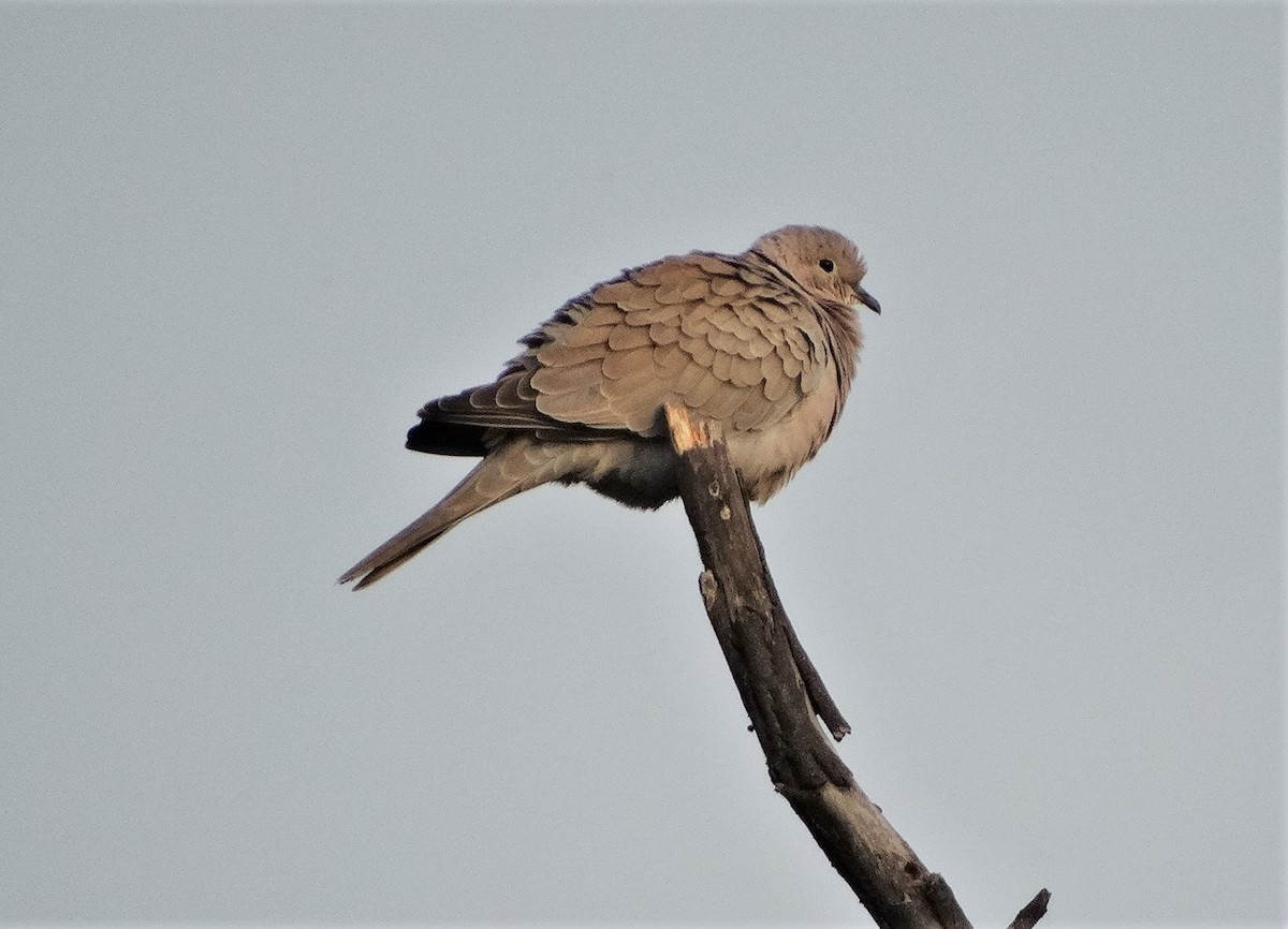 Eurasian Collared-Dove - Meruva Naga Rajesh