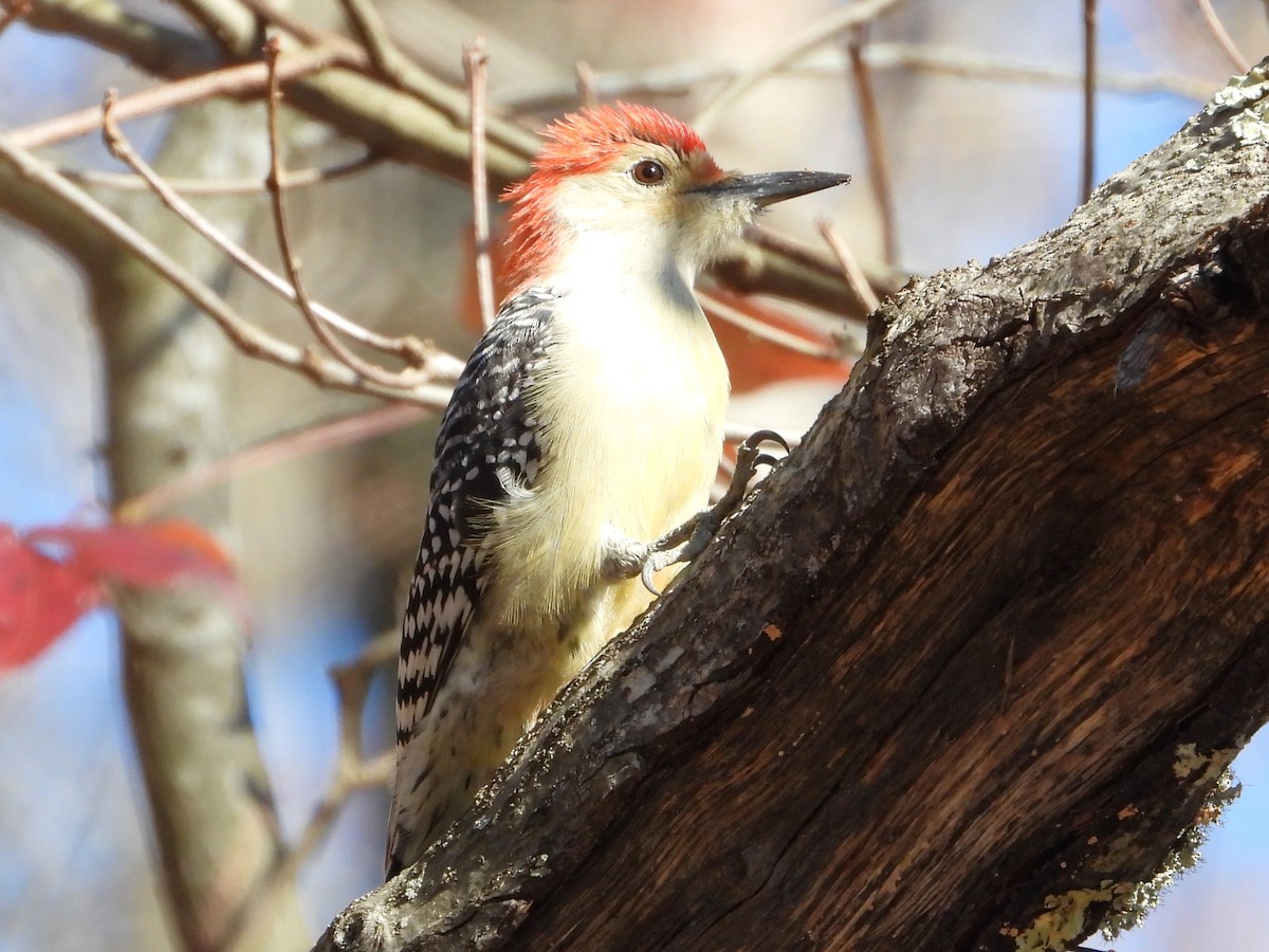 Red-bellied Woodpecker - ML611270471
