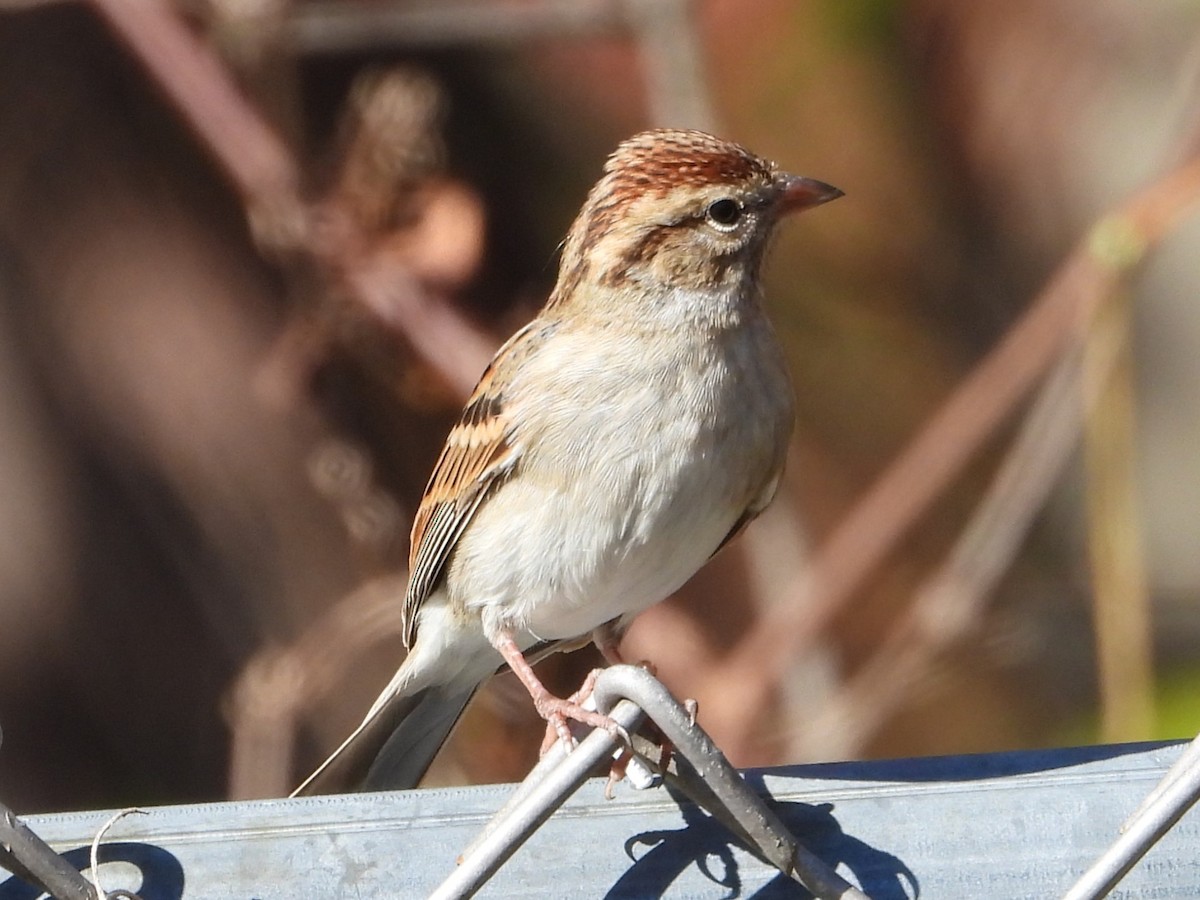 Chipping Sparrow - ML611270489