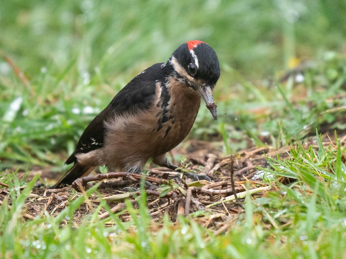 Hairy Woodpecker - ML611270521