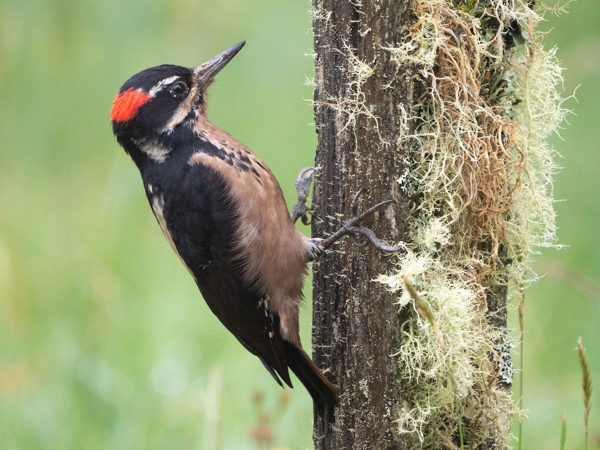 Hairy Woodpecker - ML611270522