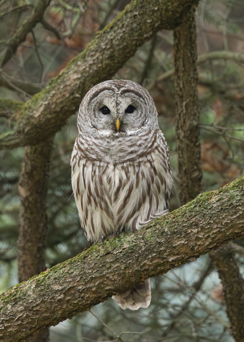 Barred Owl - ML611270541