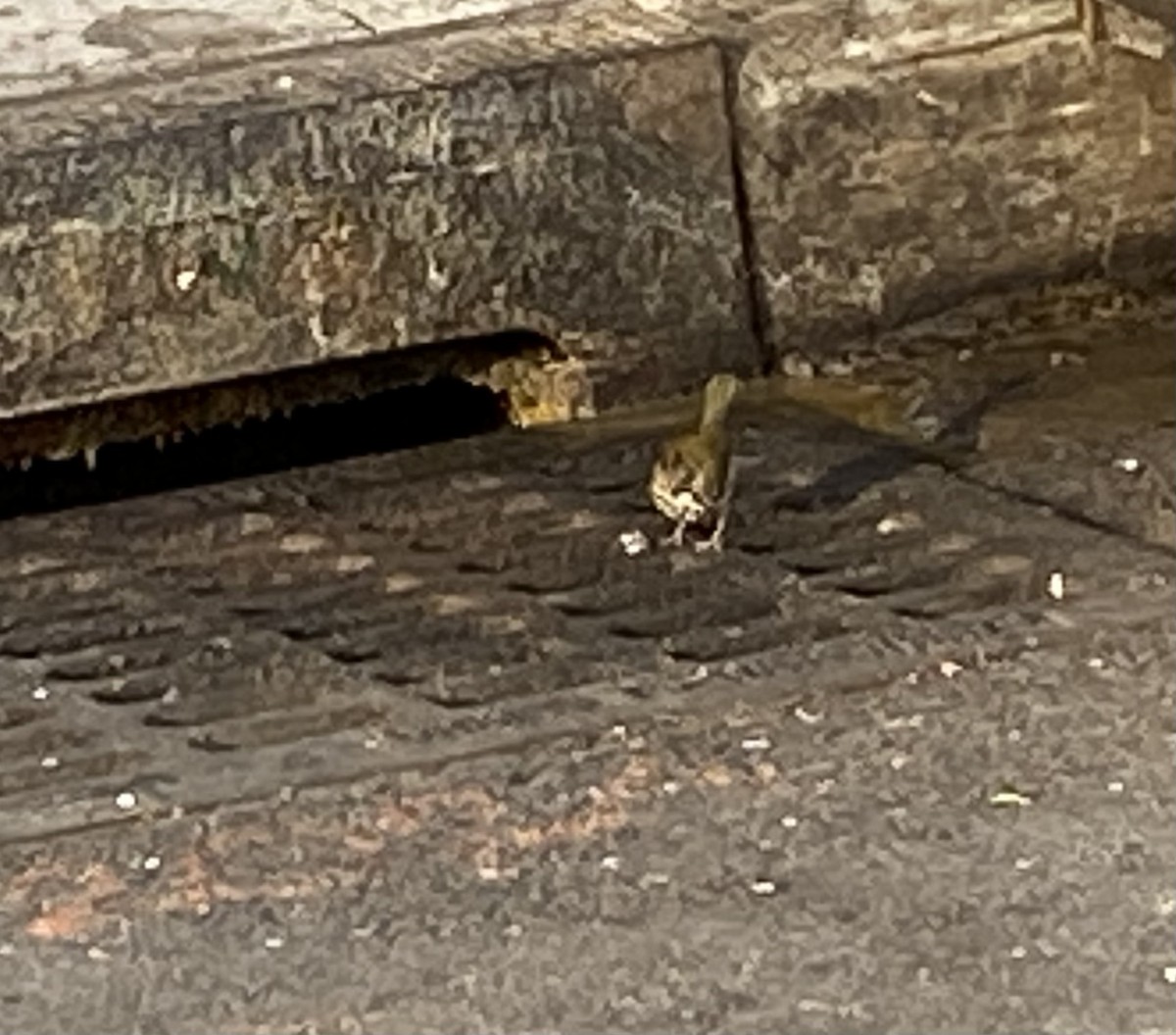 Ovenbird - ML611270549