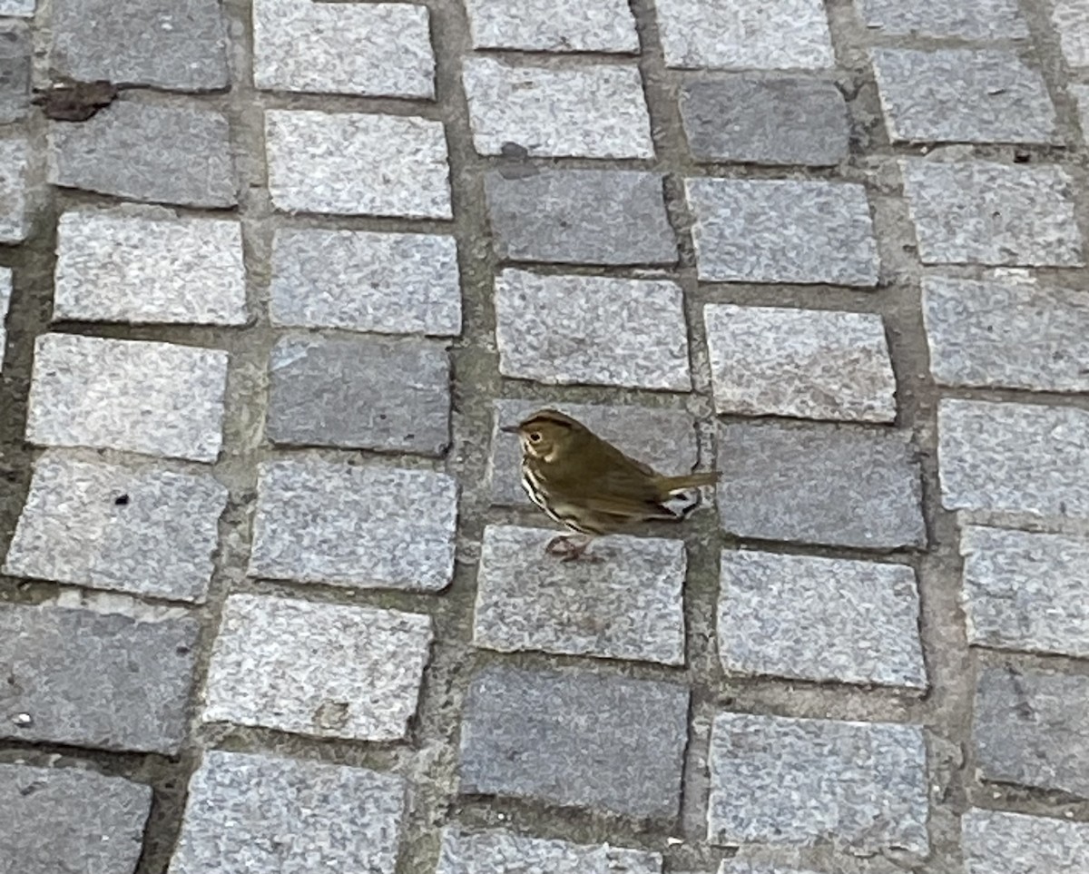 Ovenbird - ML611270551
