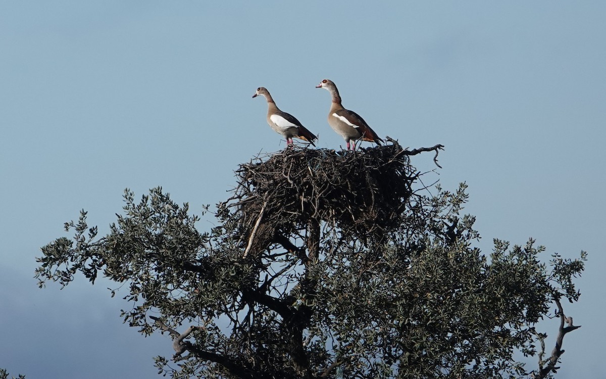 Egyptian Goose - ML611270571