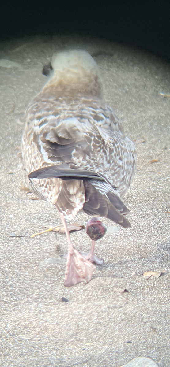 Larus sp. - ML611270659
