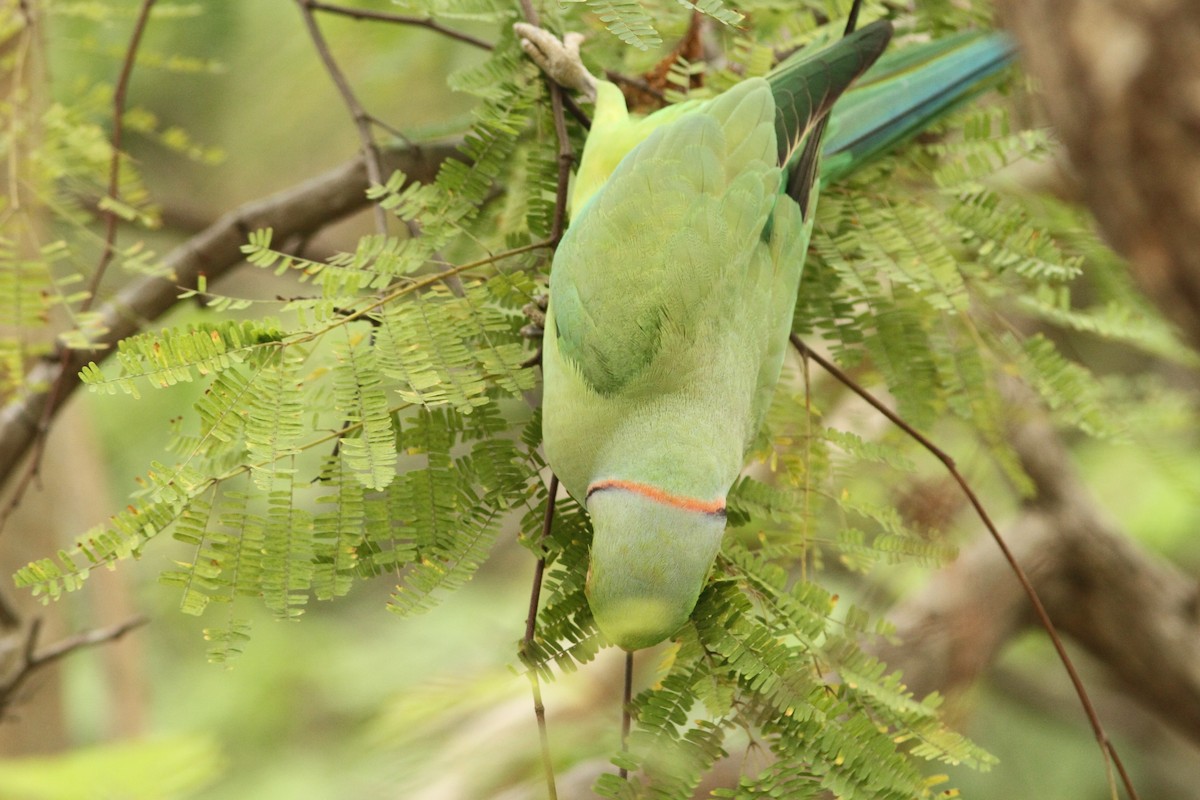 Rose-ringed Parakeet - ML611270660