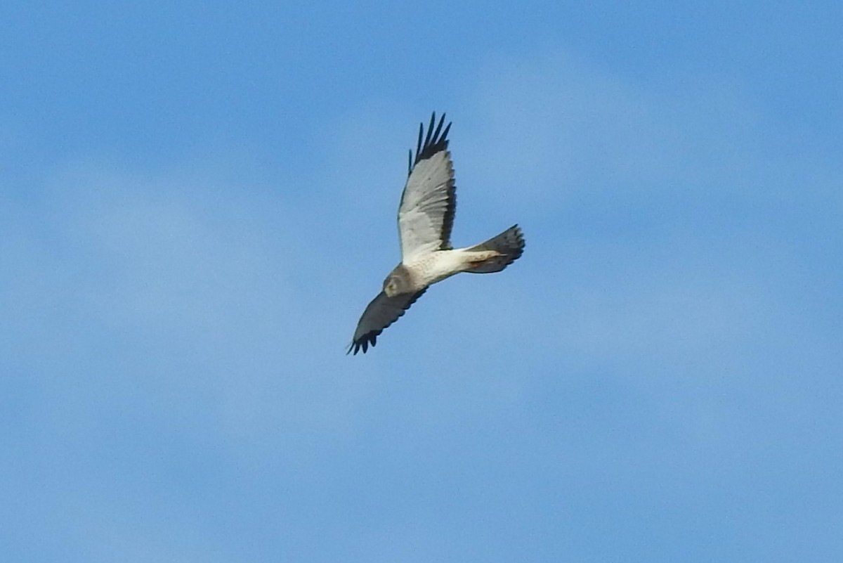 Northern Harrier - ML611270714