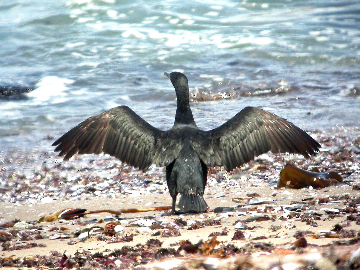 Cormoran des bancs - ML611270716