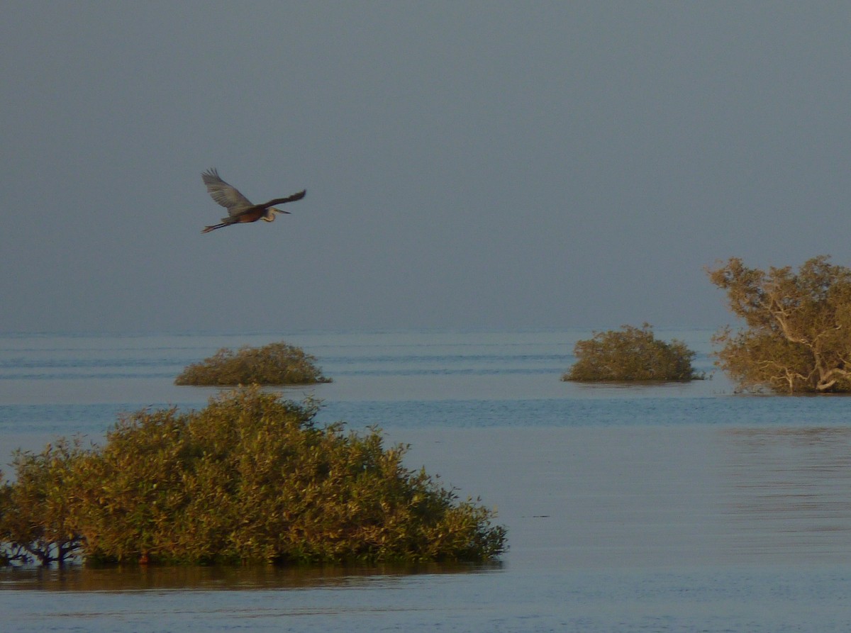 Goliath Heron - ML611270744