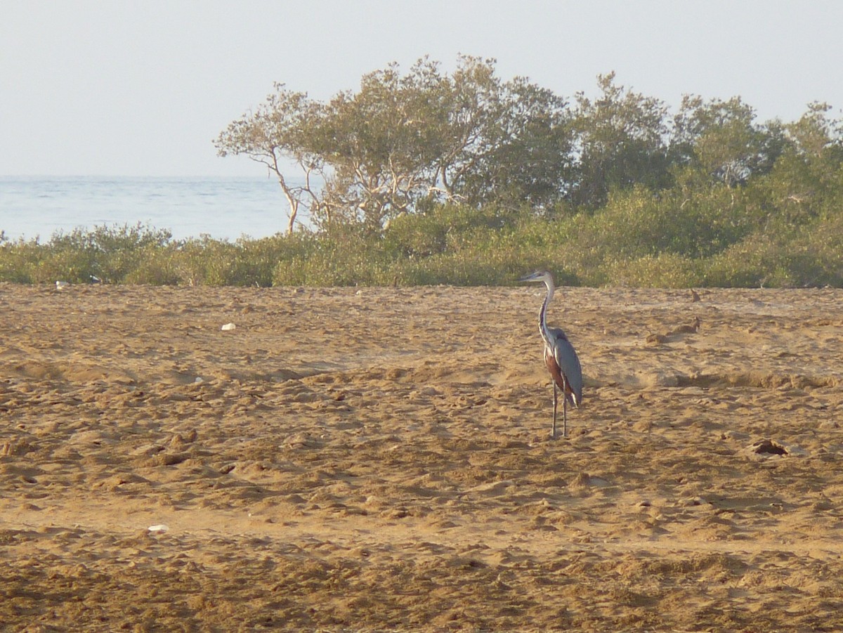 Goliath Heron - ML611270745