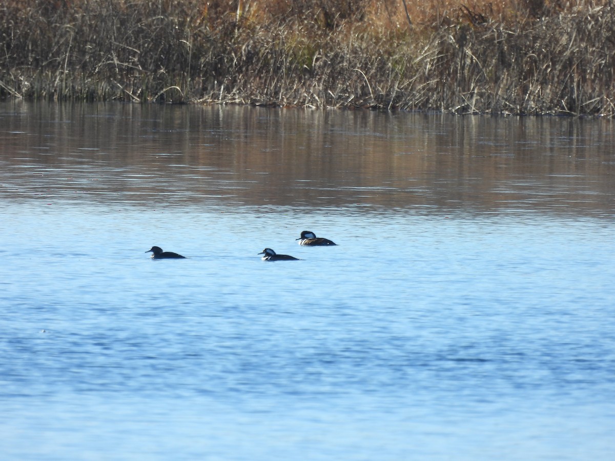 Hooded Merganser - ML611270754