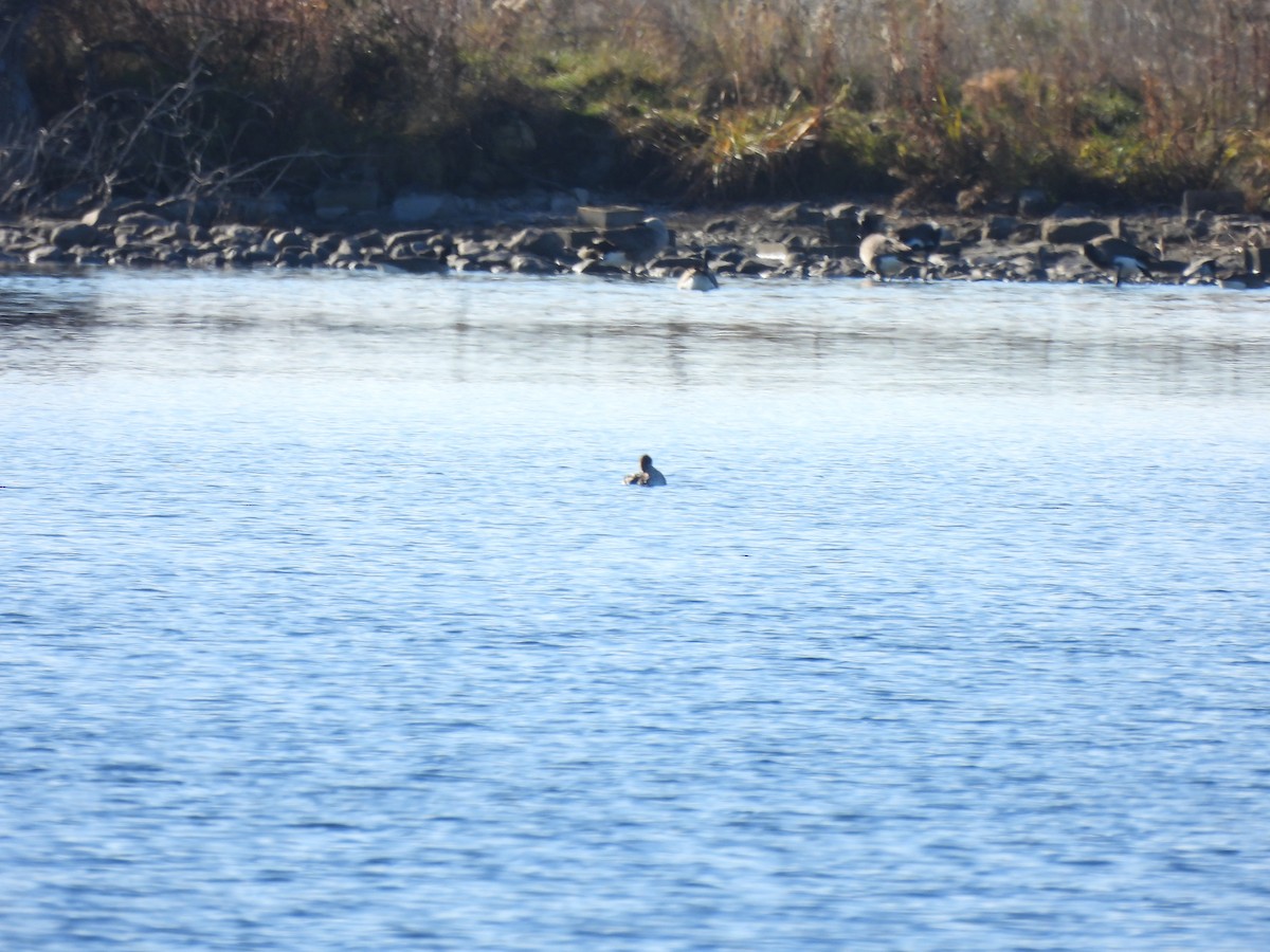 Red-breasted Merganser - ML611270764