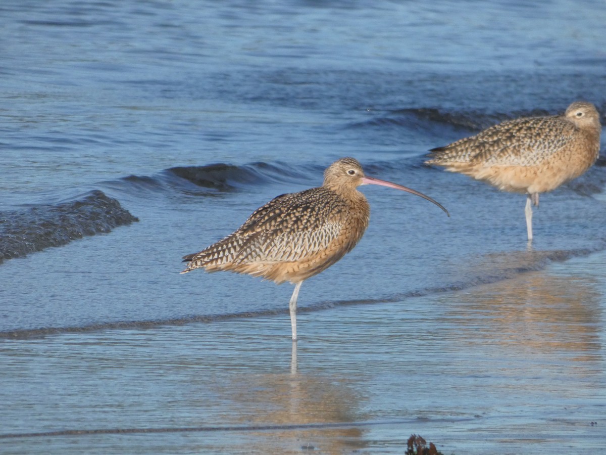 Long-billed Curlew - ML611270834