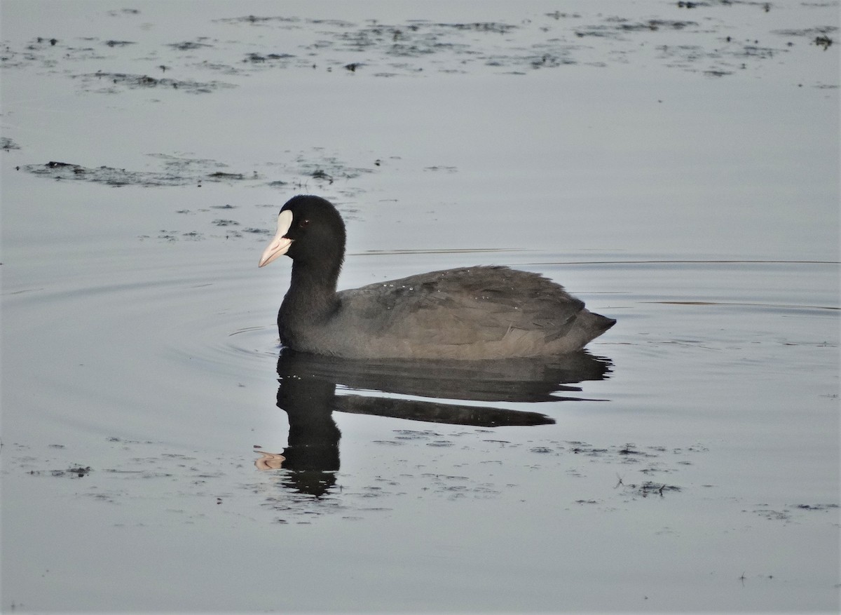 Eurasian Coot - Meruva Naga Rajesh