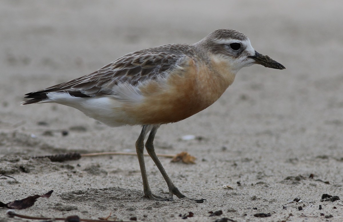 Red-breasted Dotterel - Derek Stokes