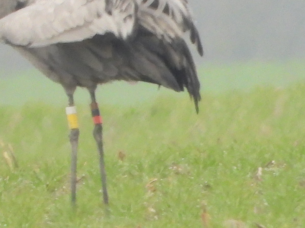 Common Crane - ML611270978