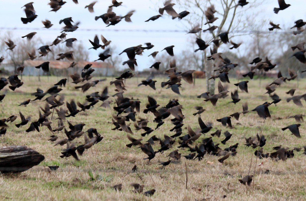 Brown-headed Cowbird - ML611270988