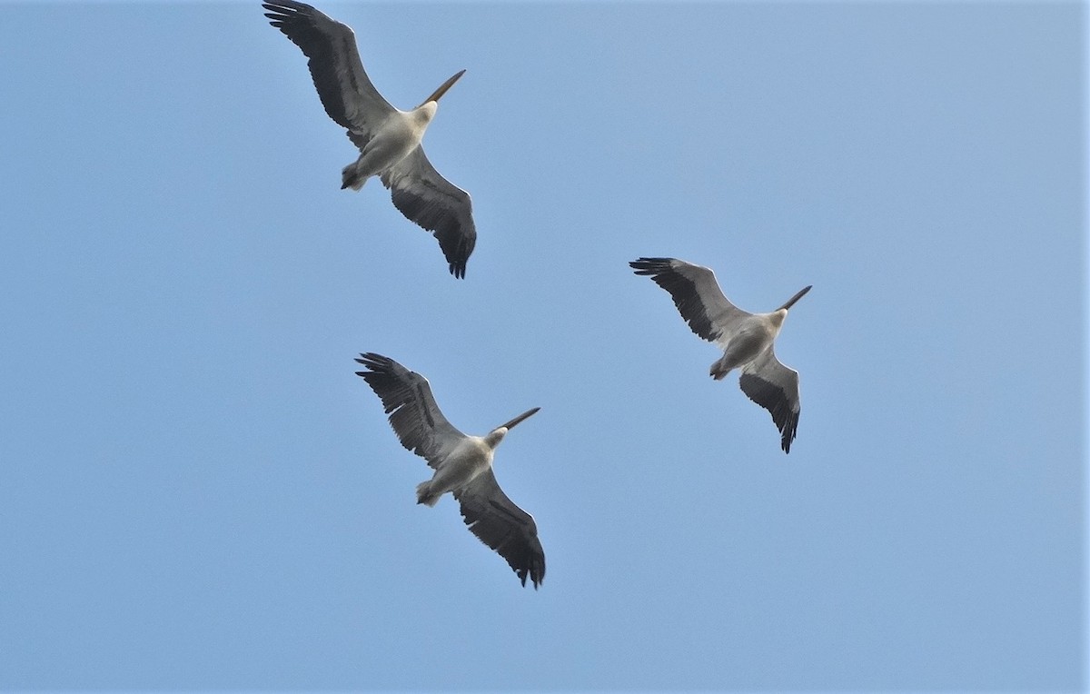 Great White Pelican - Meruva Naga Rajesh