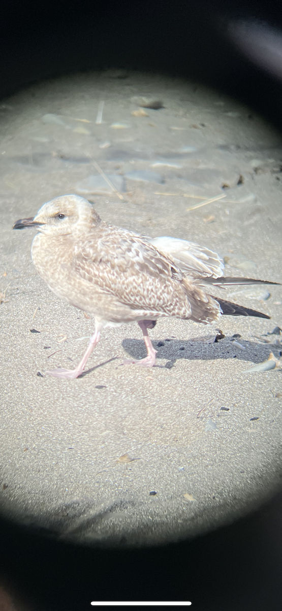Larus sp. - ML611271016
