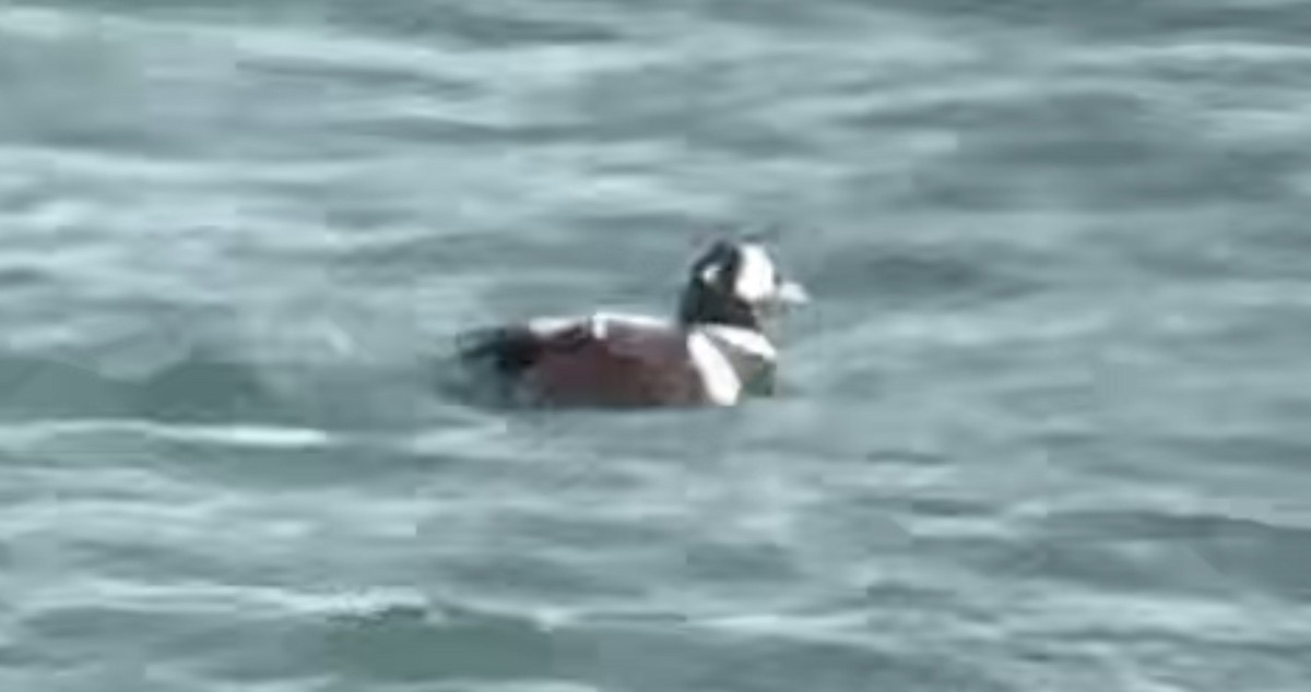 Harlequin Duck - ML611271020