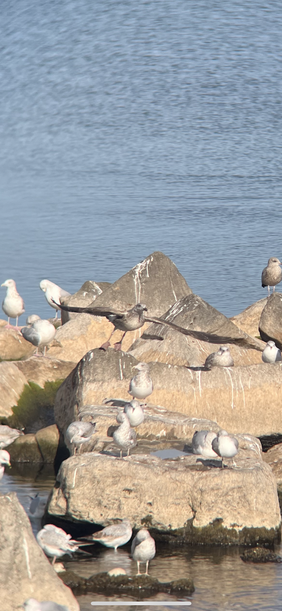 Great Black-backed Gull - ML611271028