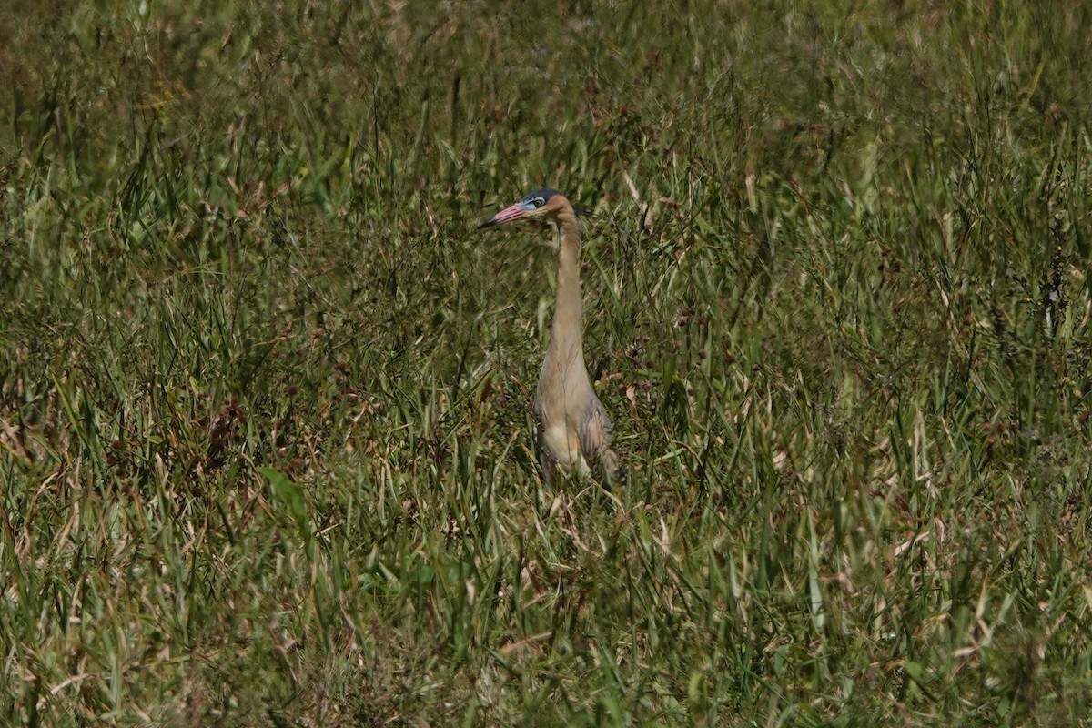 Whistling Heron - ML611271079