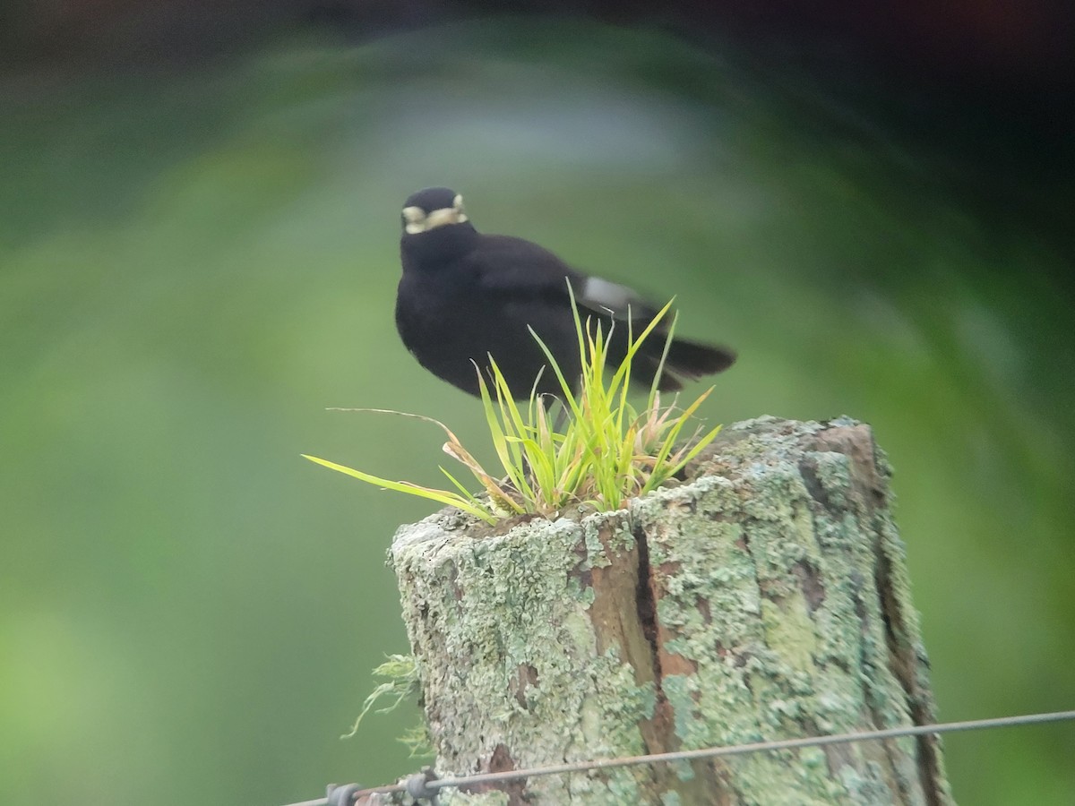 Spectacled Tyrant - ML611271124