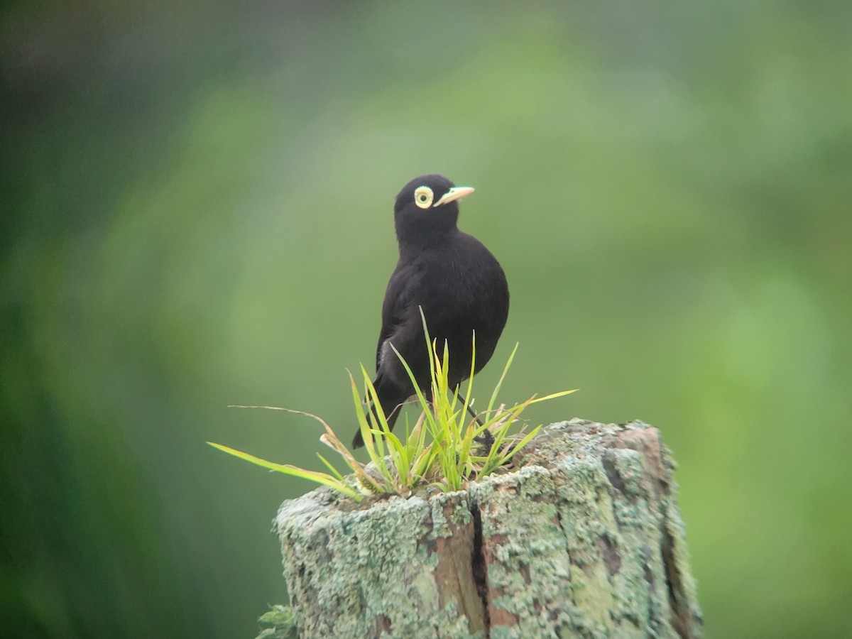 Spectacled Tyrant - Donald Pendleton