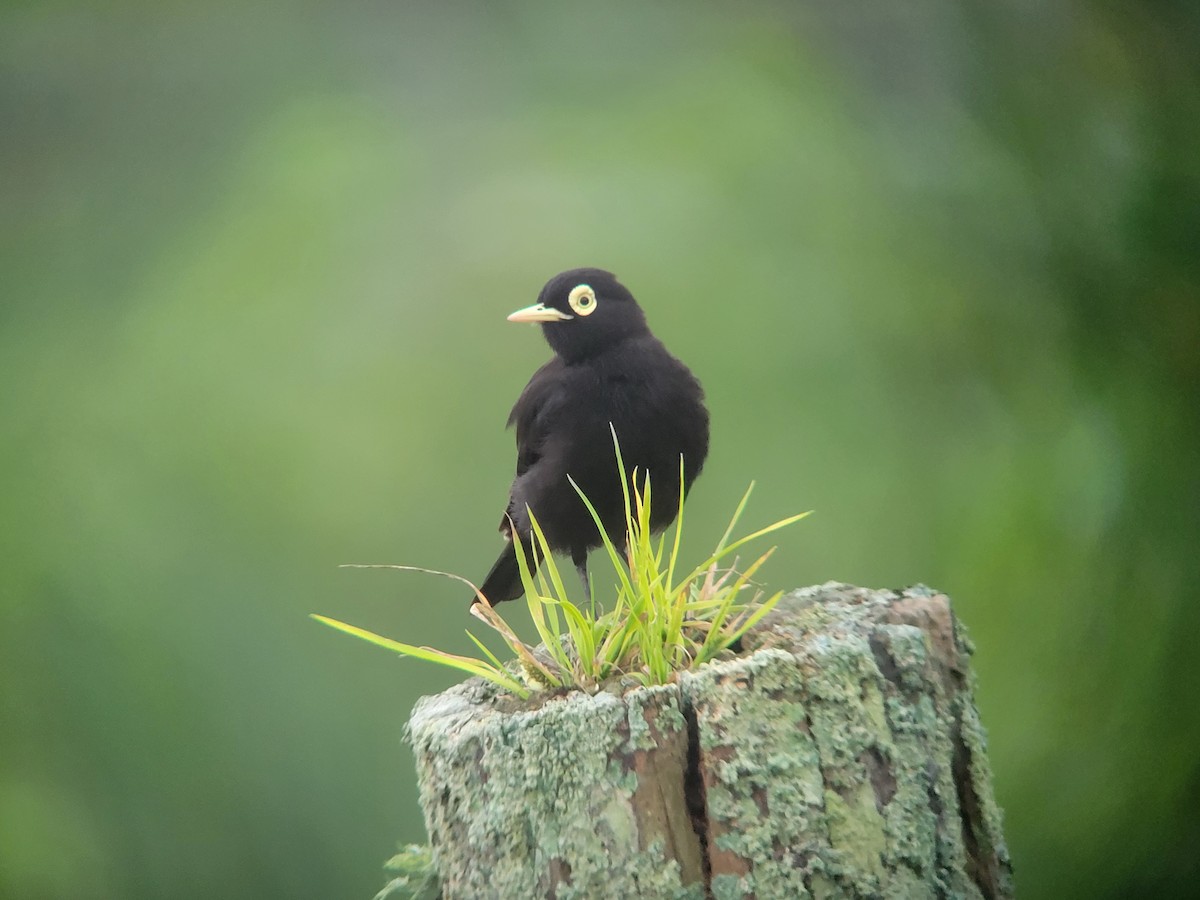 Spectacled Tyrant - Donald Pendleton