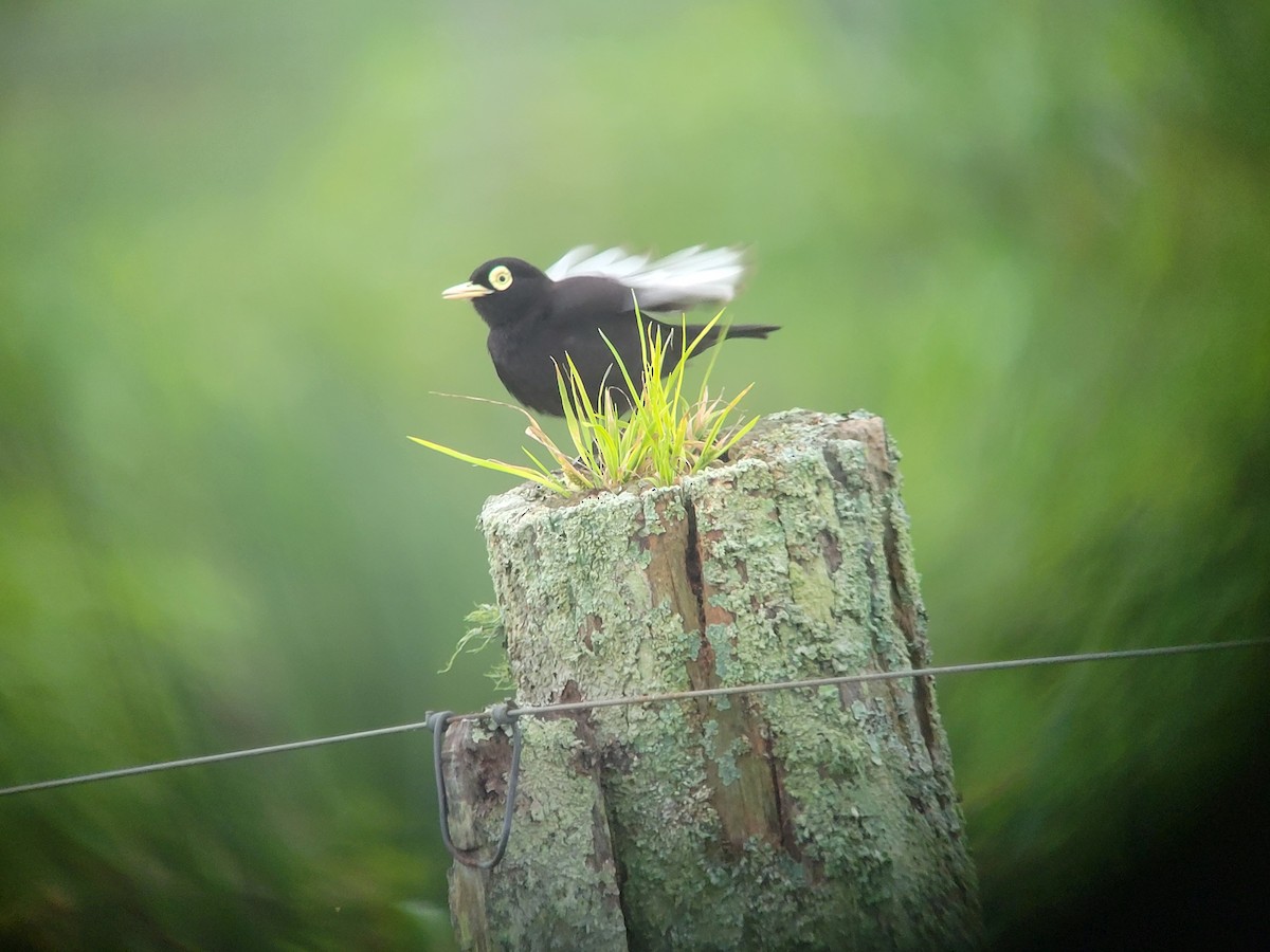 Spectacled Tyrant - Donald Pendleton