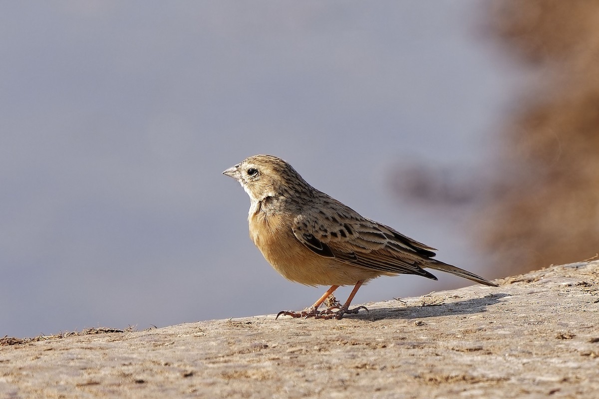 Lark-like Bunting - ML611271131