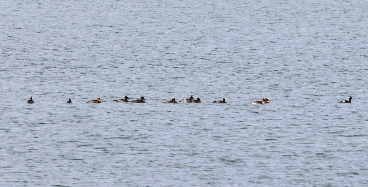 Red-breasted Merganser - ML611271155