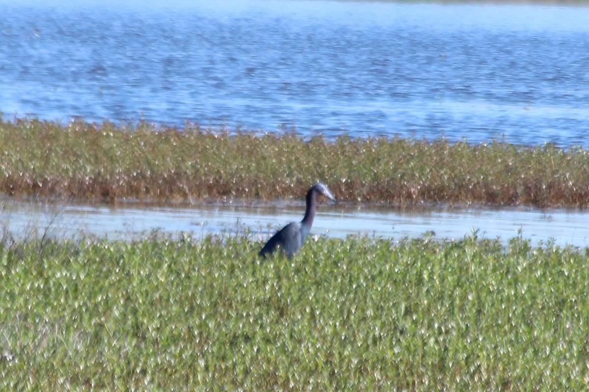 Little Blue Heron - ML611271259