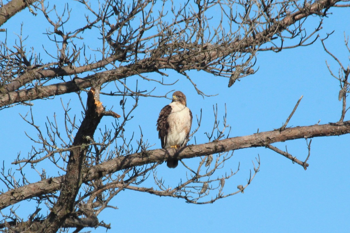 Red-tailed Hawk - ML611271269