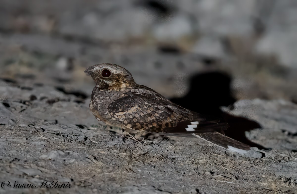 Rufous-cheeked Nightjar - ML611271355