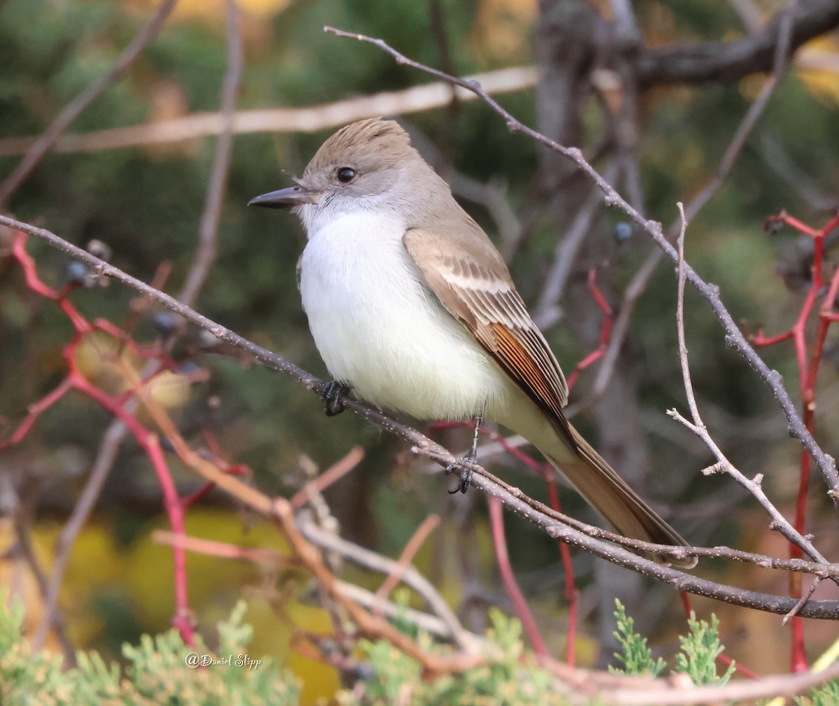 Ash-throated Flycatcher - ML611271372