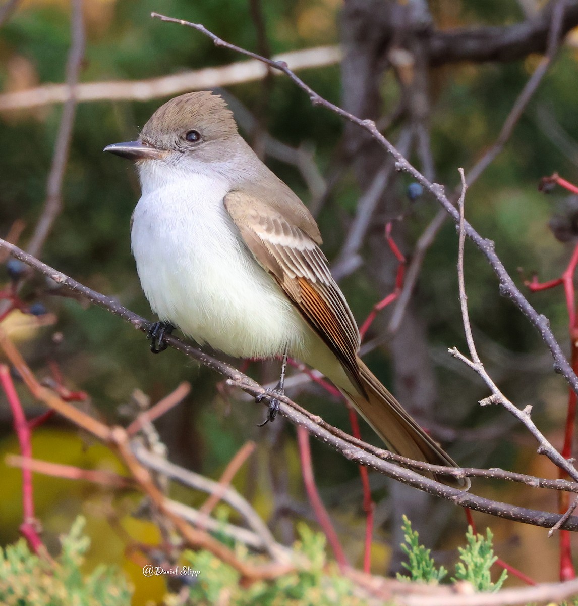 Ash-throated Flycatcher - Daniel Slipp