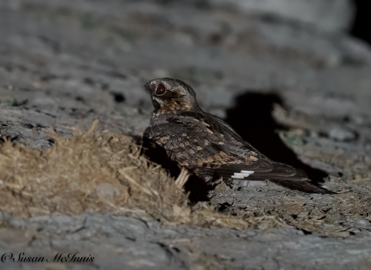 Rufous-cheeked Nightjar - ML611271379