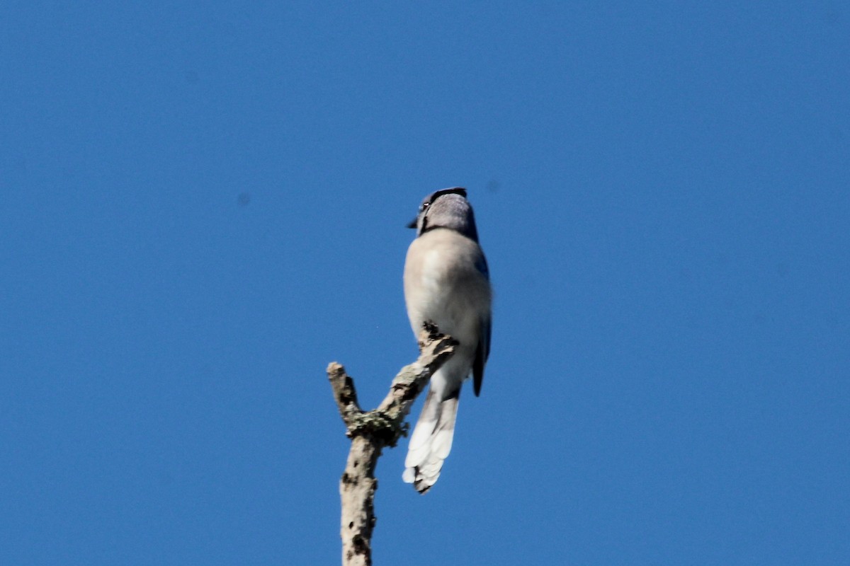 Blue Jay - ML611271399