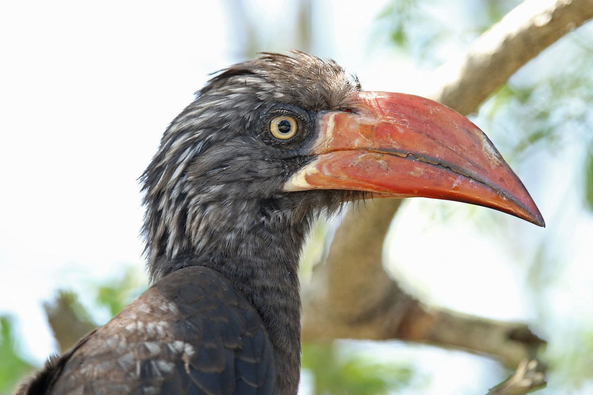 Crowned Hornbill - ML611271400