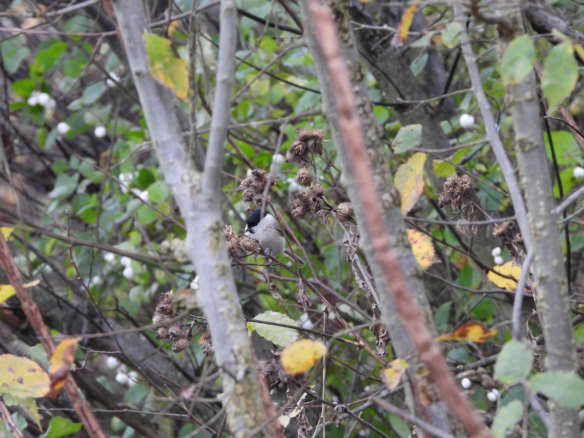 Marsh Tit - ML611271465