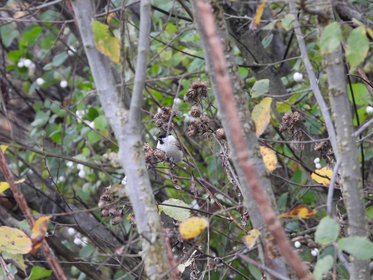 Marsh Tit - Sławomir Karpicki