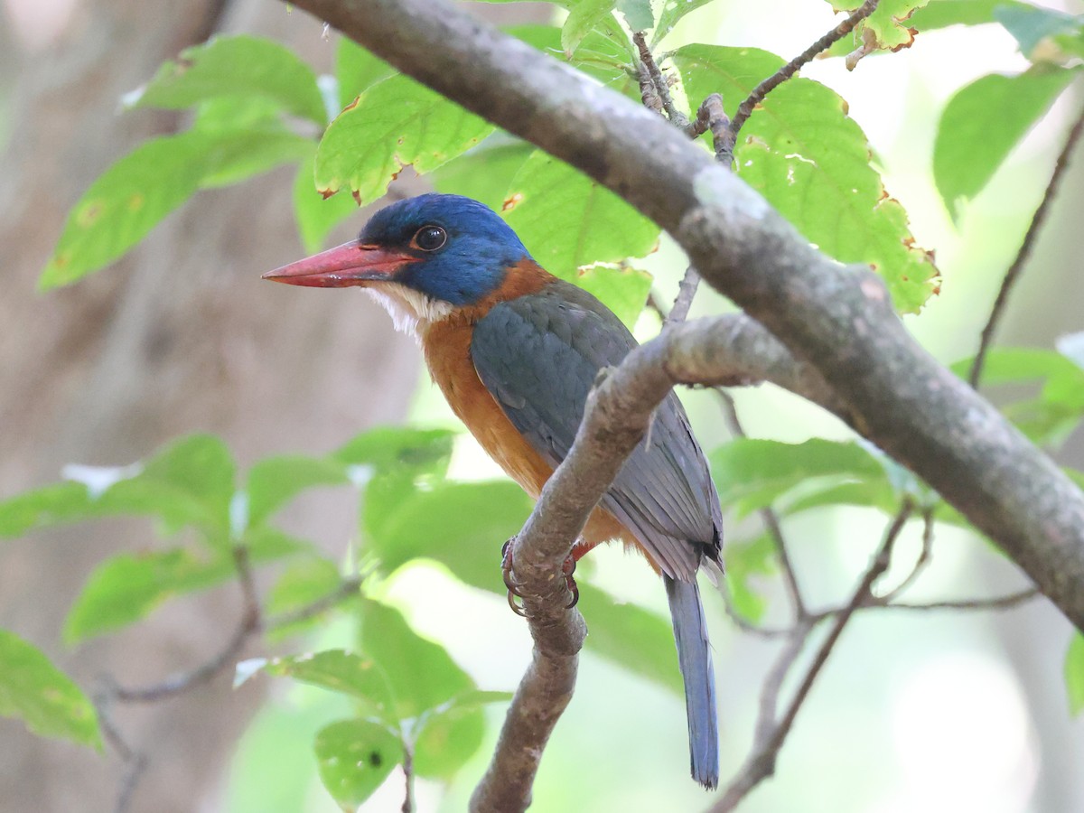 Green-backed Kingfisher (Blue-headed) - ML611271491