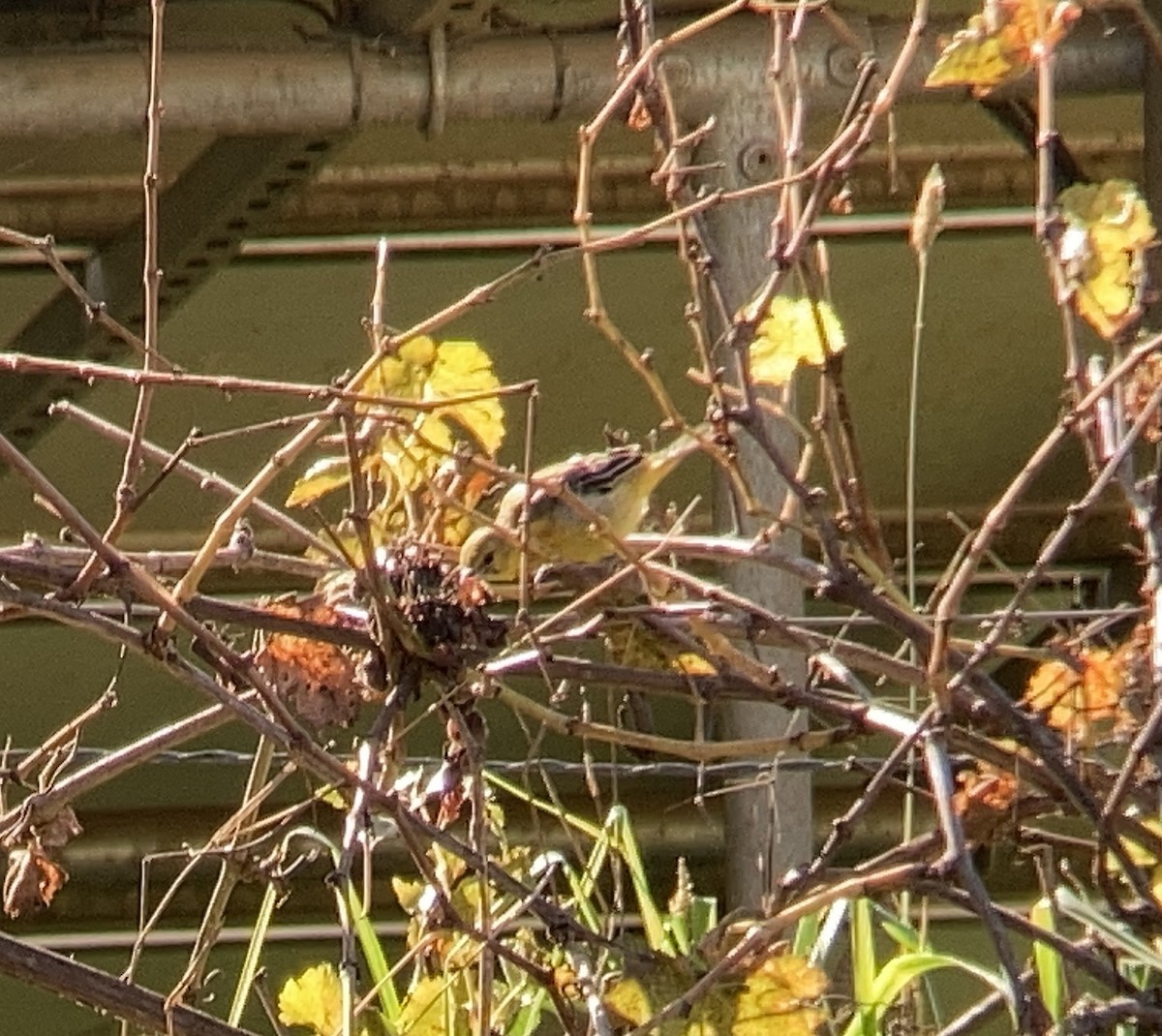 Hooded Oriole - ML611271502