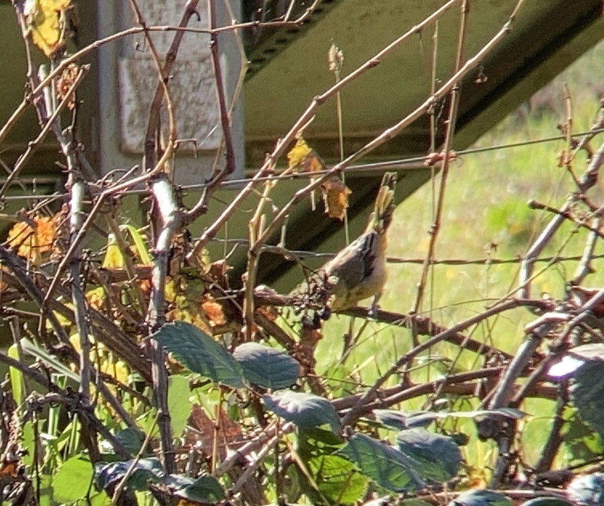 Hooded Oriole - ML611271509