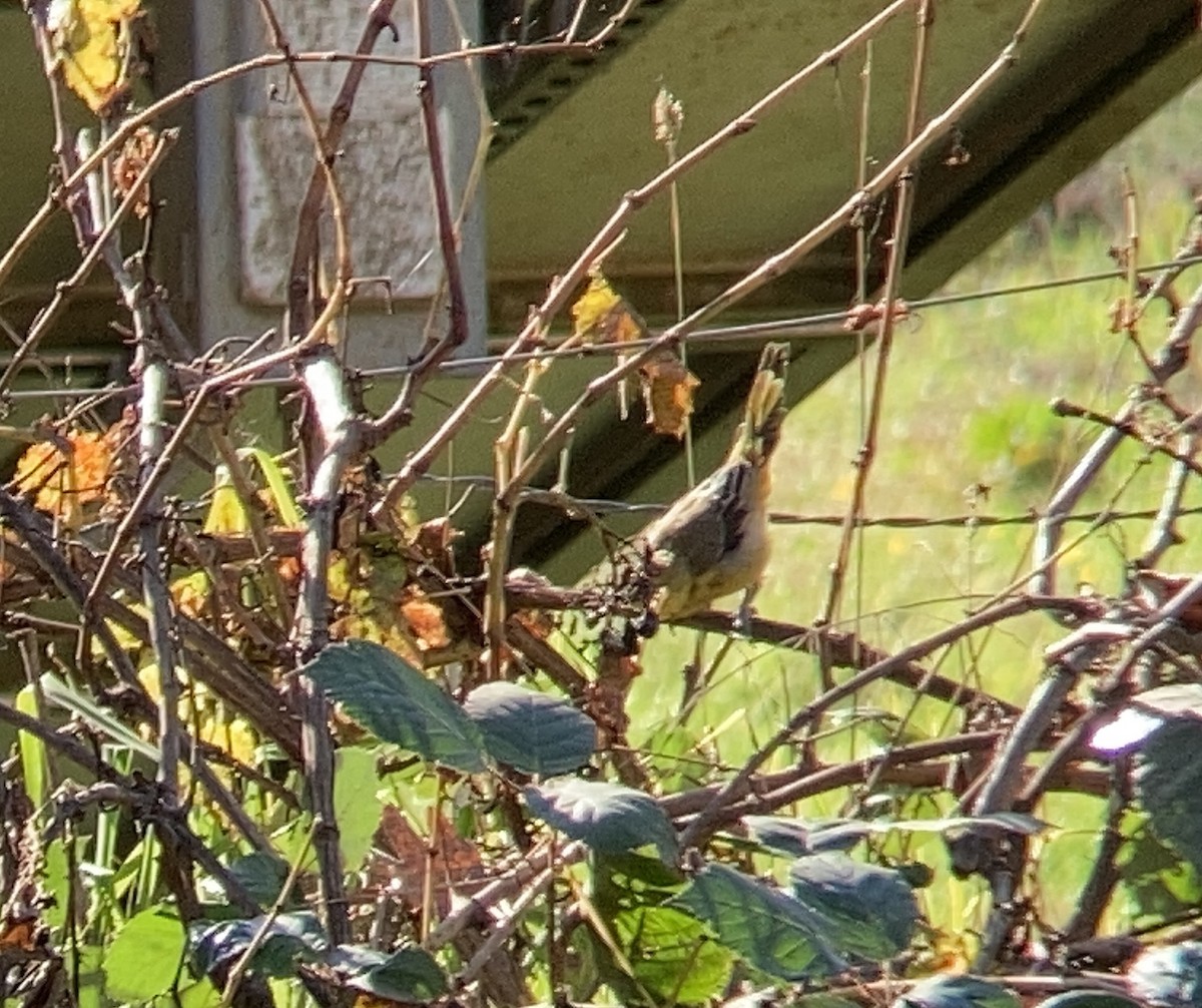 Oriole masqué - ML611271509