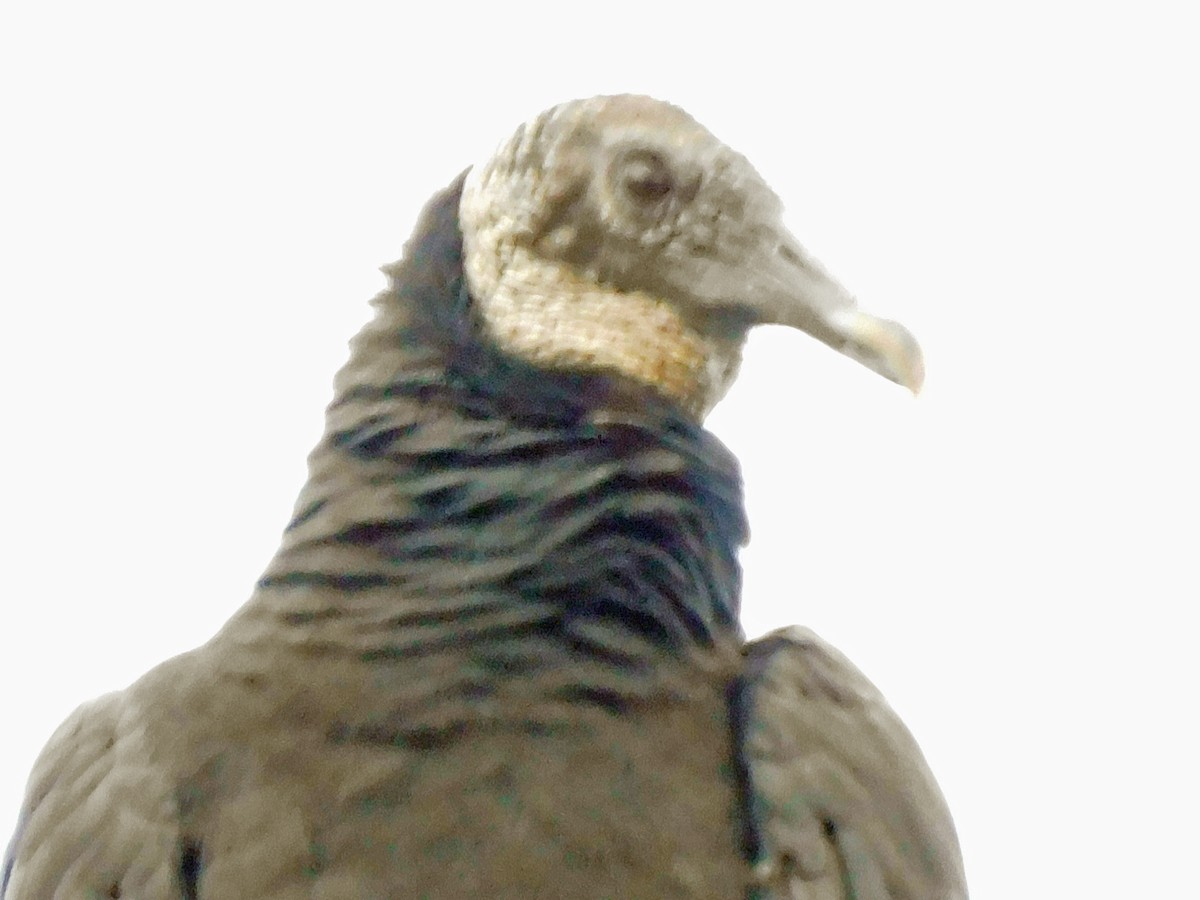Black Vulture - ML611271582