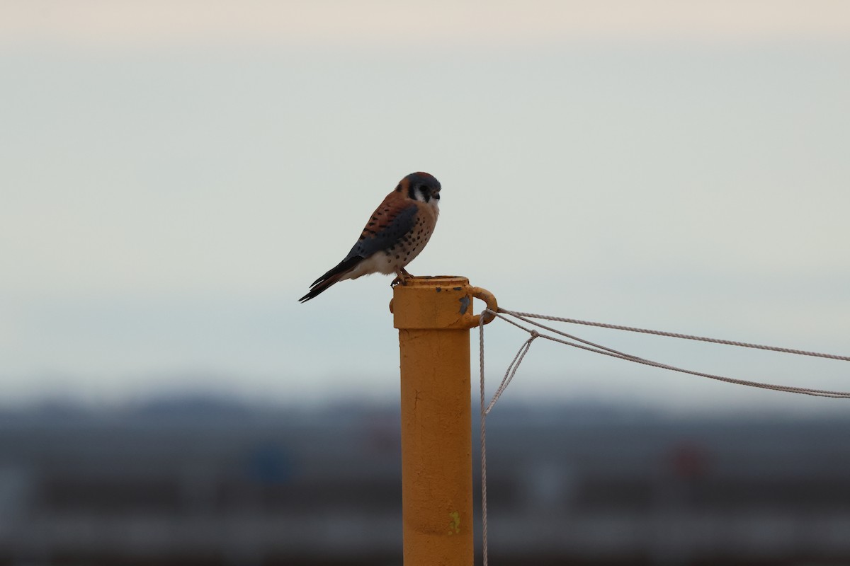 American Kestrel - ML611271599